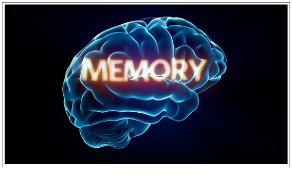 Brain Performance Plus™: The Fast-Acting Secret to Long-Term Memory Improvement - Alkalife