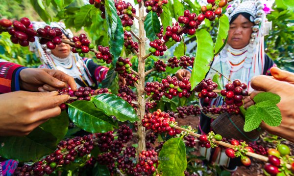 Discovering the Cognitive Benefits of Coffee Berry Extract for Improved Brain Health - Alkalife