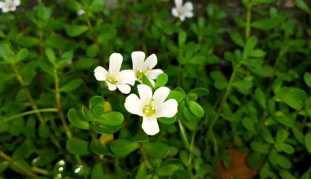 The Benefits of Bacopa Monnieri Whole plant Extract in a Premium Nootropic Supplement - Alkalife