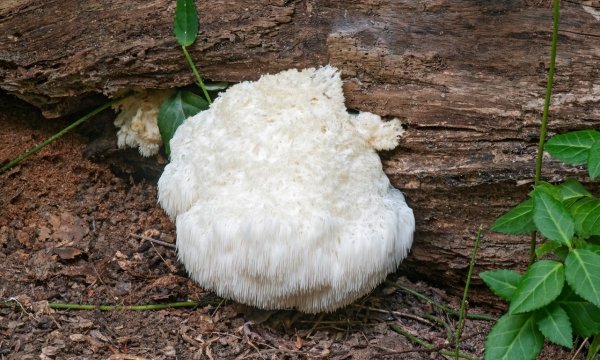 The Benefits of Organic Lion's Mane Mushroom in a Premium Nootropic Supplement - Alkalife