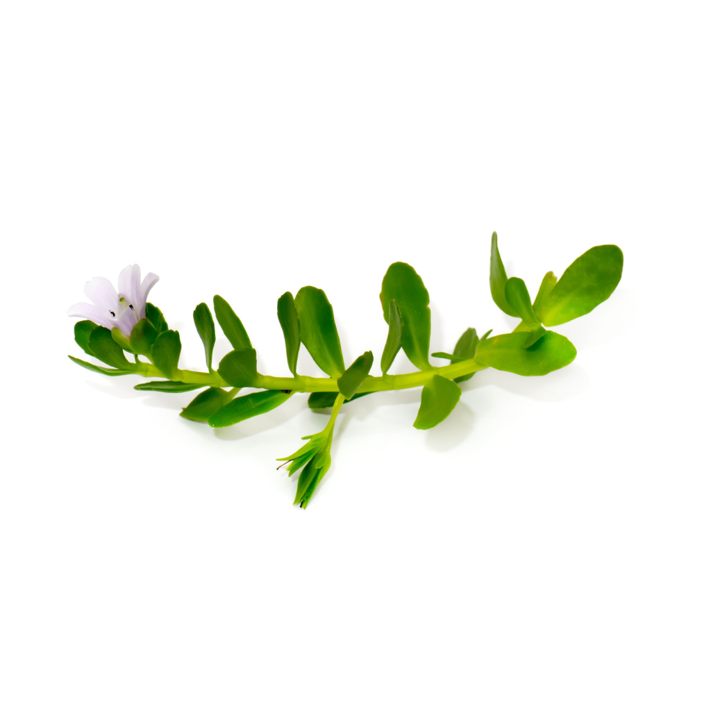 Bacopa monnieri Extract
