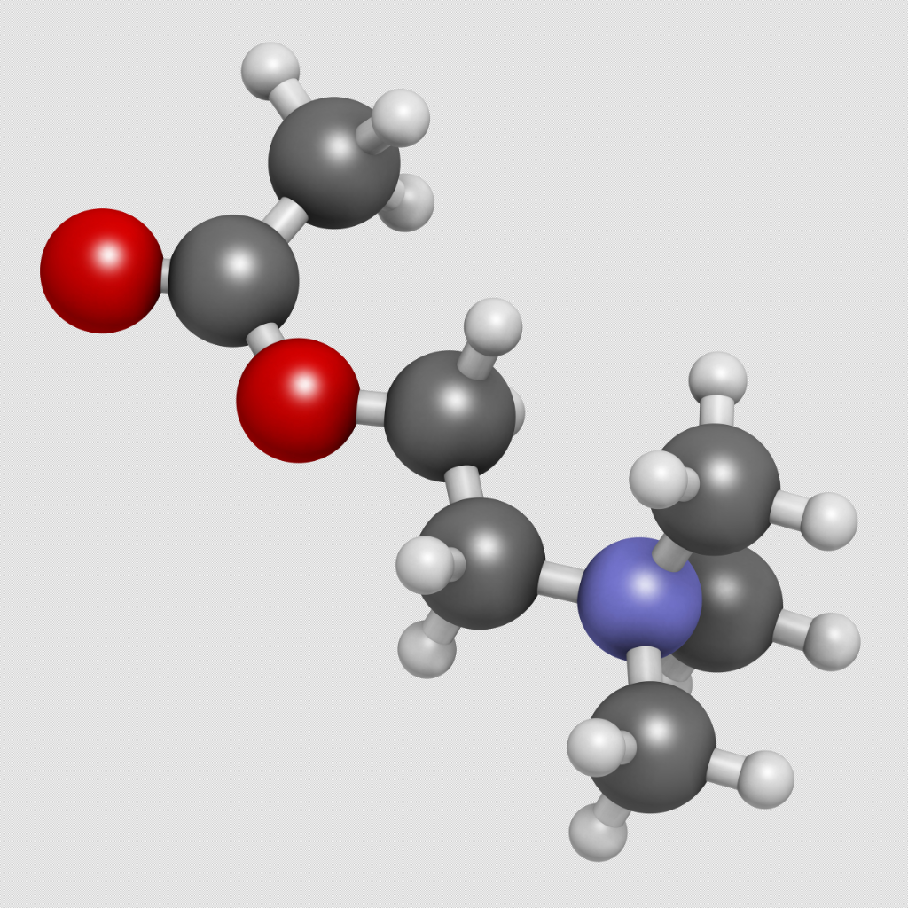 CHOLINE 