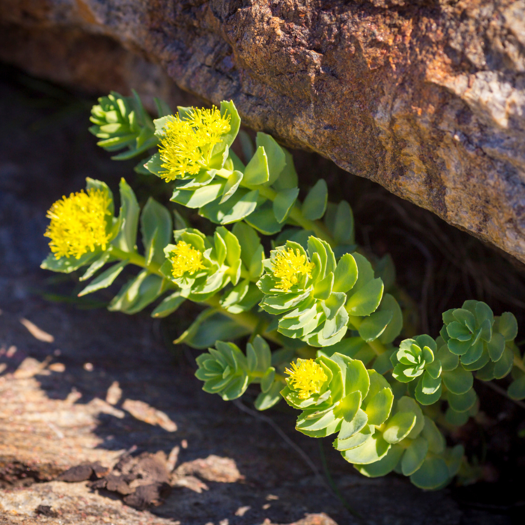 Rhodiola rosea Golden root